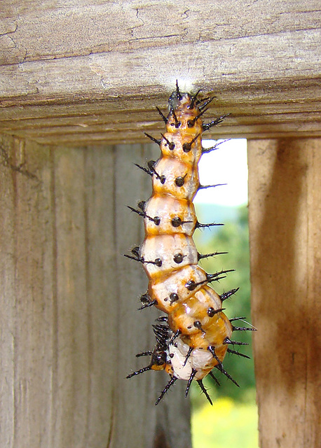 Gulf Frilillary Larva Pupating