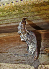 Gulf Fritillary Chrysalis