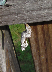 Gulf Fritillary Chrysalis