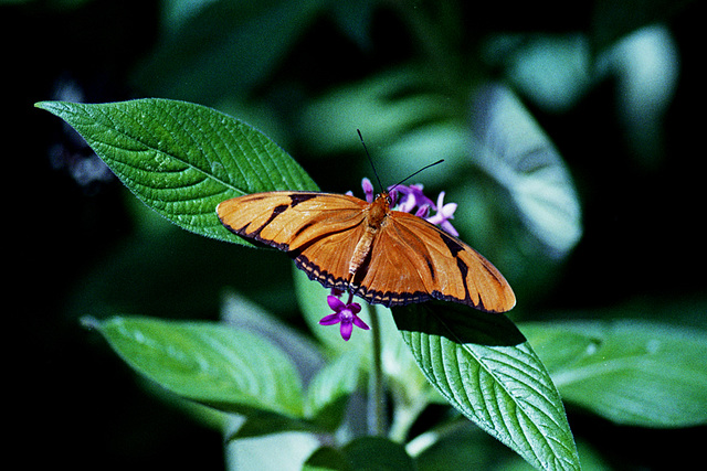 Julia Heliconius Butterfly