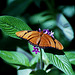 Julia Heliconius Butterfly
