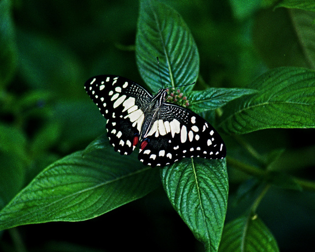 Lime Butterfly