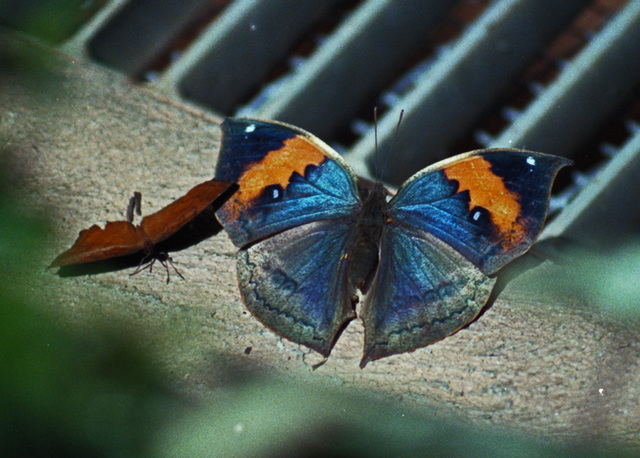 Dead Leaf Butterfly - Wings Open