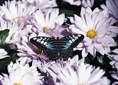 Blue Clipper Butterfly