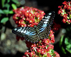 Blue Clipper Butterfly