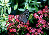 Blue Glassy Tiger Butterfly