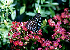 Blue Glassy Tiger Butterfly