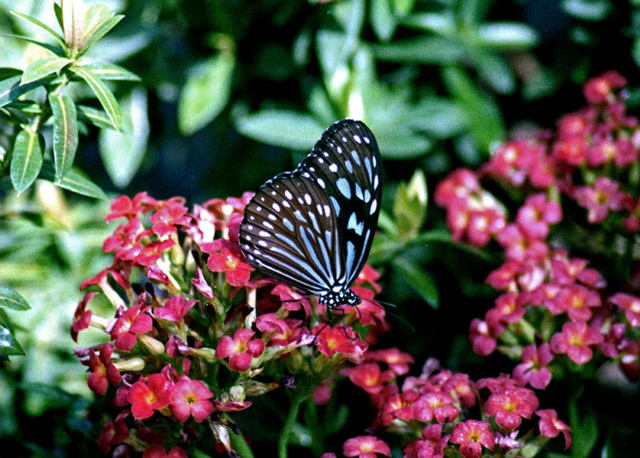 Blue Glassy Tiger Butterfly