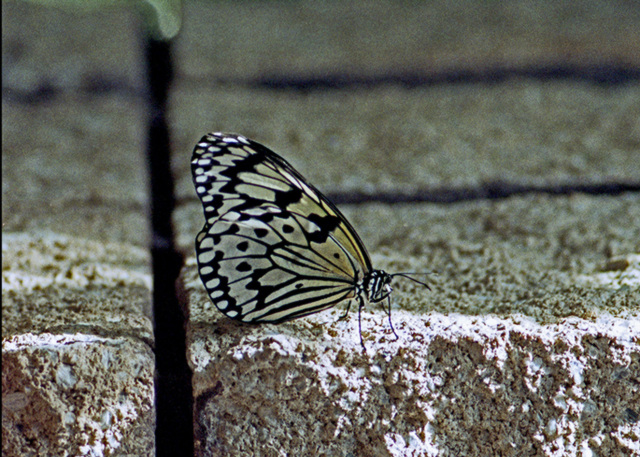 Rice Paper Butterfly