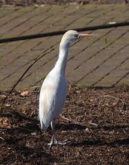 20140310 0812VRAw [D-E] Kuhreiher, Gruga-Park, Essen