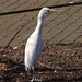 20140310 0812VRAw [D-E] Kuhreiher, Gruga-Park, Essen