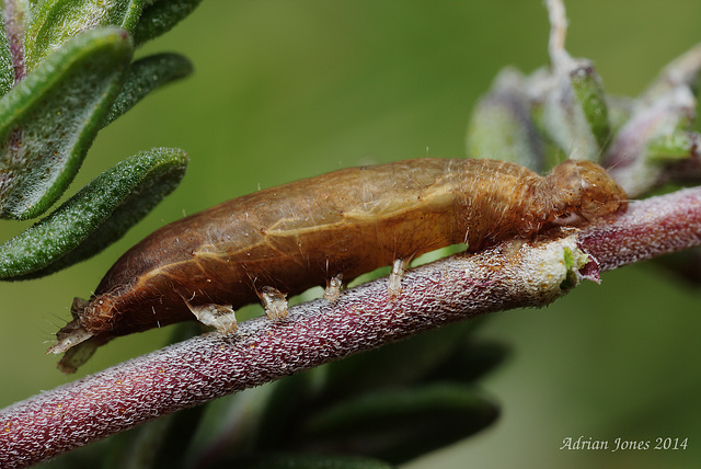 Parasitized Catepillar