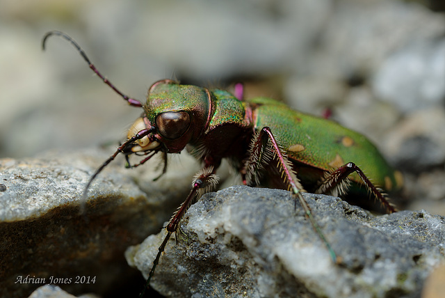 Green Tiger Beetle ( Cicindela campestris)