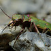 Green Tiger Beetle ( Cicindela campestris)