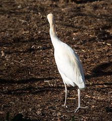 20140310 0811VRAw [D-E] Kuhreiher, Gruga-Park, Essen