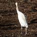 20140310 0811VRAw [D-E] Kuhreiher, Gruga-Park, Essen