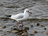Möwe