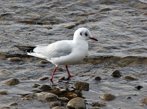 Möwe