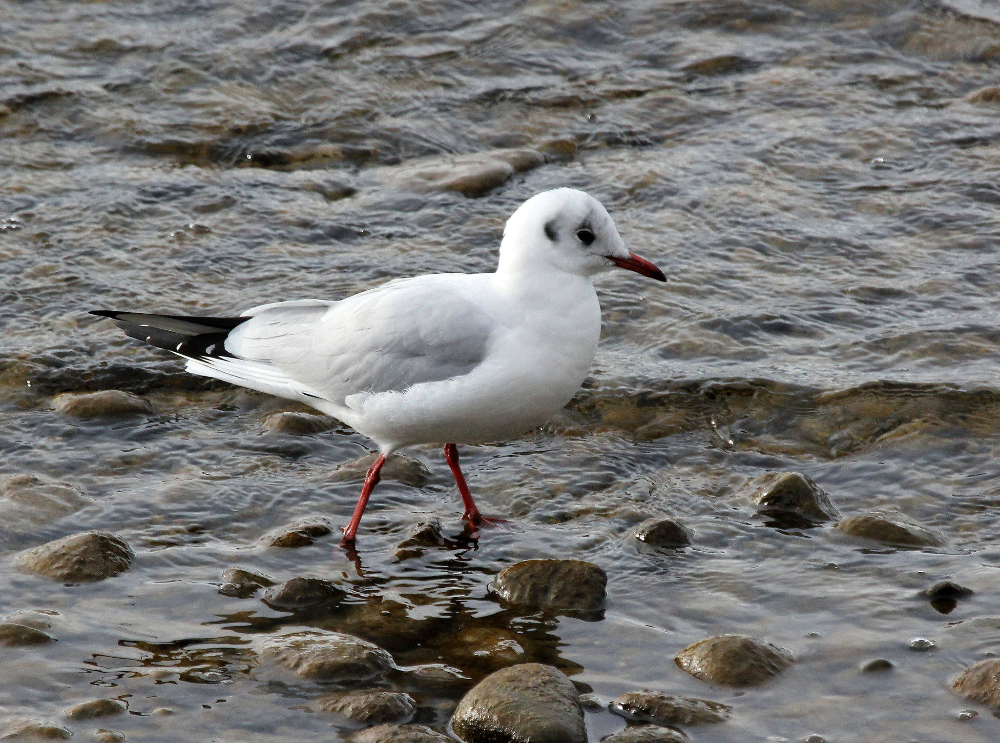 Möwe