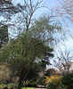 Salix matsudana Tortuosa Aureopendula =erythroflexuosa