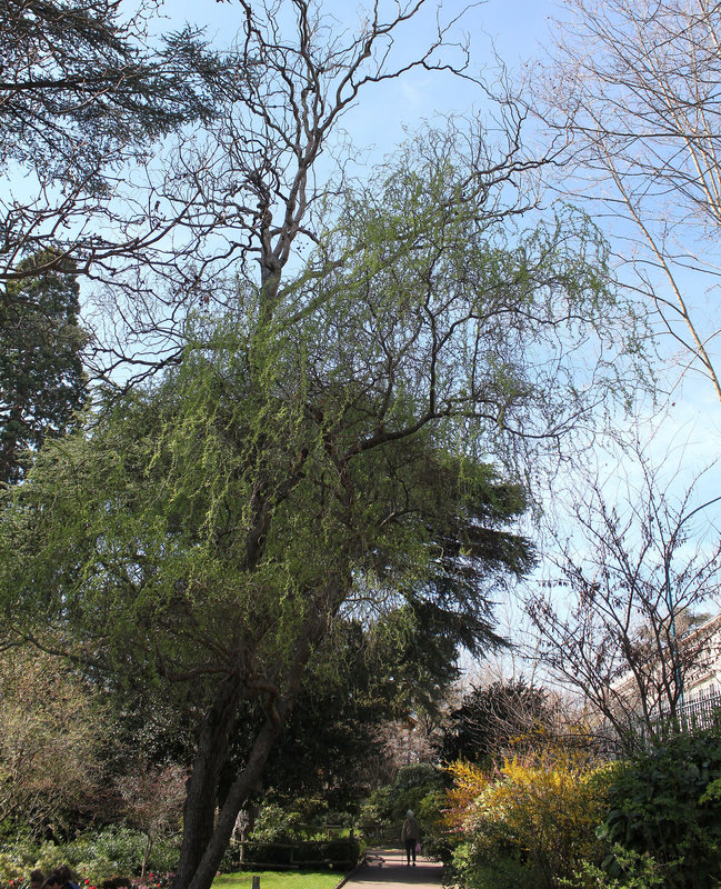 Salix matsudana Tortuosa Aureopendula =erythroflexuosa