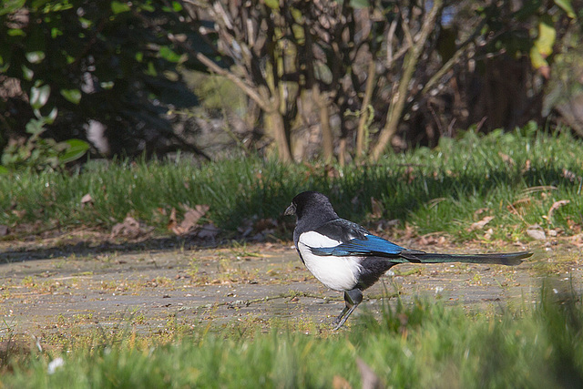 20140310 0808VRAw [D-E] Elster, Gruga-Park, Essen