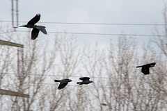 20140322 1125VRAw [D-OB] Nebelkrähe (Corvus cornix), Wald, Ripshorst-