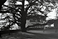 Sous les cèdres de Château-Renault