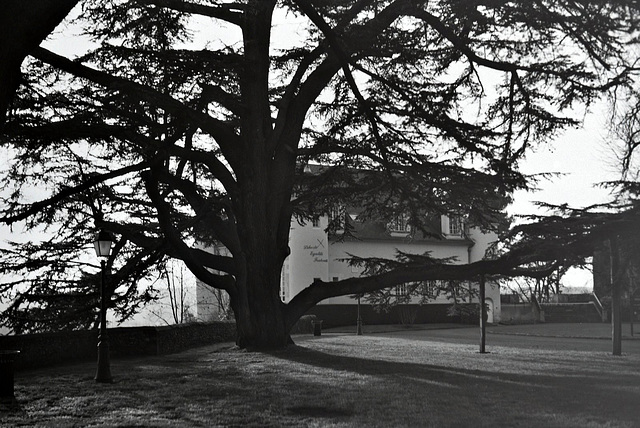 Sous les cèdres de Château-Renault