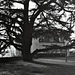 Sous les cèdres de Château-Renault