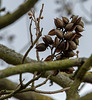 20140322 1116VRAw [D-OB] Blauglockenbaum (Paulownia tomentosa), Gehölzgarten Ripshorst