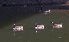 20140310 0802VRAw [D-E] Kanadagans, Gruga-Park, Essen