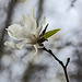 20140322 1113VRAw [D-OB] Tulpen-Magnolie, Wald Ripshorst