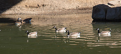 20140310 0801VRAw [D-E] Kanadagans, Gruga-Park, Essen