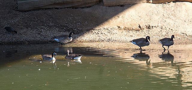 20140310 0800VRAw [D-E] Kanadagans, Blässhuhn, Gruga-Park, Essen