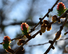 Flowering larch!