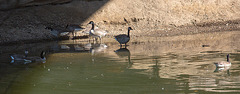 20140310 0799VRAw [D-E] Kanadagans, Gruga-Park, Essen