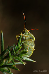 Piezodorus lituratus (Gorse Shieldbug)
