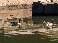 20140310 0798VRAw [D-E] Kanadagans, Gruga-Park, Essen