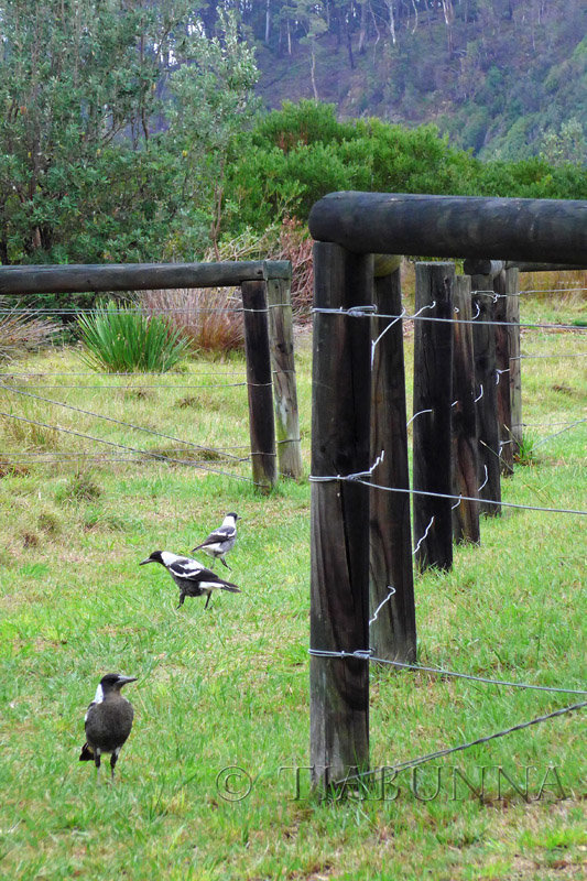 Magpies and Fence