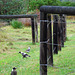 Magpies and Fence