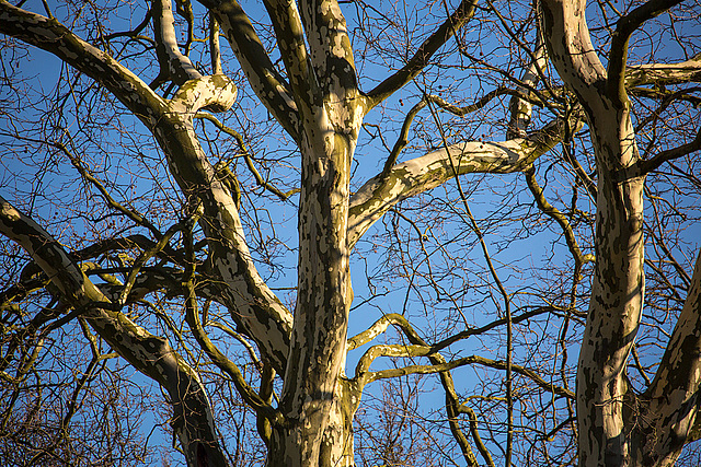 20140223 0193VRAw [D-LIP] Platane, Schloss Stietencron, Park