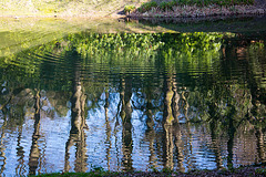 20140310 0796VRAw [D-E] Spiegelung, Gruga-Park, Essen