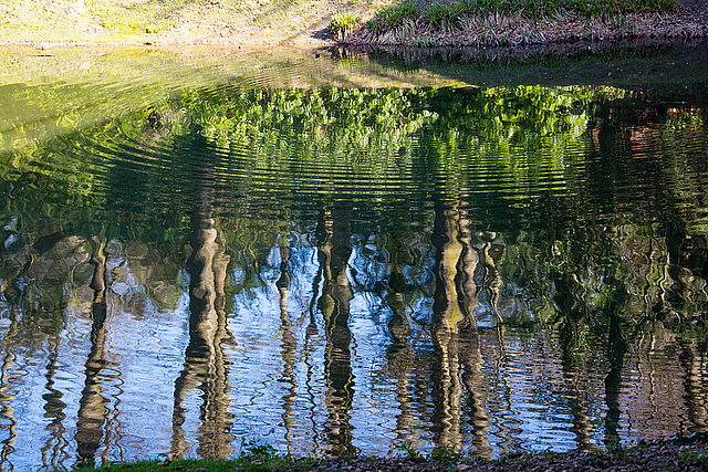 20140310 0796VRAw [D-E] Spiegelung, Gruga-Park, Essen