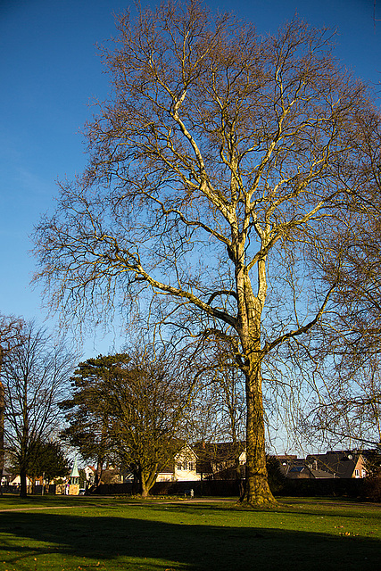 20140223 0153VRAw [D-LIP] Schloss Stietencron, Park