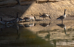 20140310 0794VRAw [D-E] Kanadagans, Gruga-Park, Essen