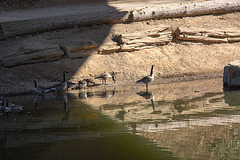 20140310 0793VRAw [D-E] Kanadagans, Gruga-Park, Essen