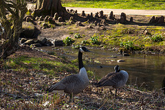 20140310 0792VRAw [D-E] Kanadagans, Gruga-Park, Essen