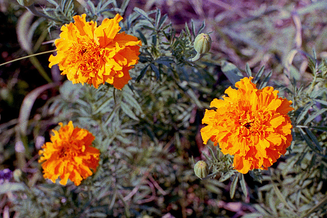 Marigolds