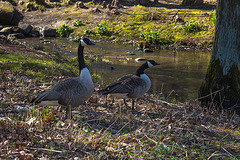 20140310 0791VRAw [D-E] Kanadagans, Gruga-Park, Essen